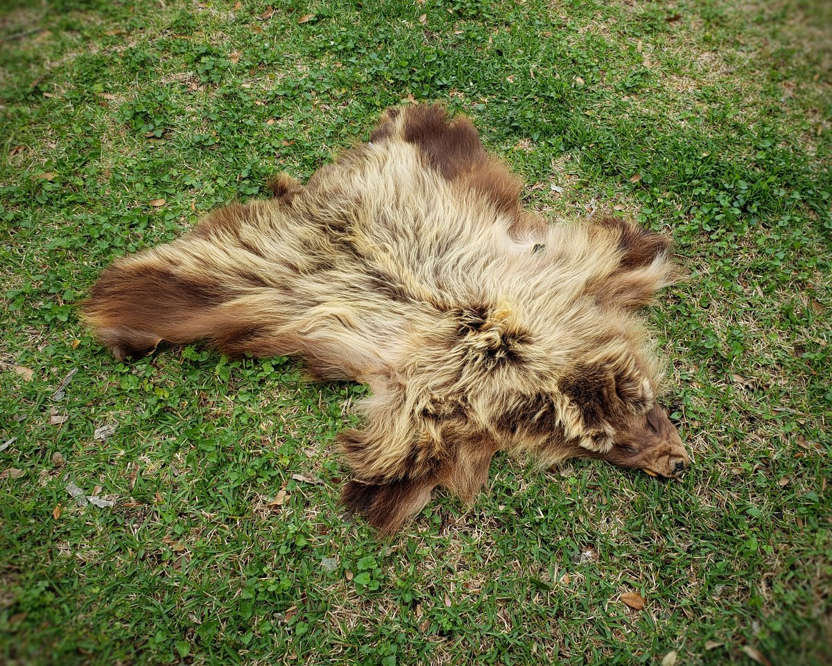 Image of Grizzly Bear Skin