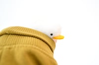 Image 4 of white duckling