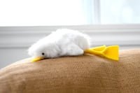 Image 3 of white duckling