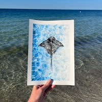 Stingray Study 