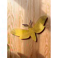 Image 1 of Yellow Bandit Butterfly