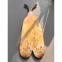 Image 1 of Leopard Moth