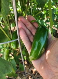 Image 4 of Heatless Tricked You Jalapeño Salsa