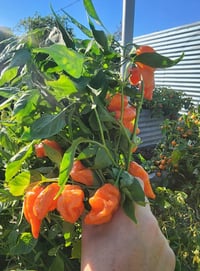 Image 4 of Heatless Habanada Salsa