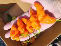 Image 5 of Heatless Habanada Salsa