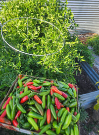 Image 4 of Mild Serrano Salsa