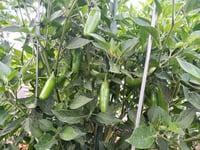 Image 4 of Spicy Jalapeño Salsa