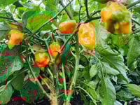 Image 4 of Hot Habanero Salsa