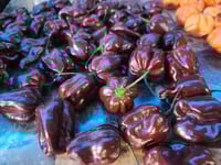 Image 3 of Hot Habanero Salsa (Chocolate)