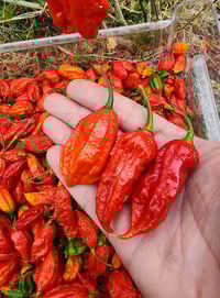 Image 4 of Super Hot Ghost Salsa