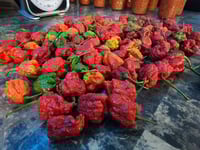 Image 4 of Super Hot Reaper Salsa