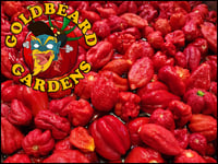 Image 4 of Extreme Hot Concentrate 2025