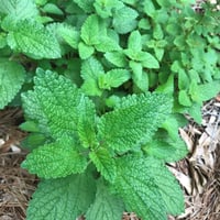 Image 3 of Lemon Balm Herb Lip Balm, Melissa officinalis balm, Organic Ingredients