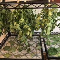 Image 4 of Lemon Balm Herb Lip Balm, Melissa officinalis balm, Organic Ingredients