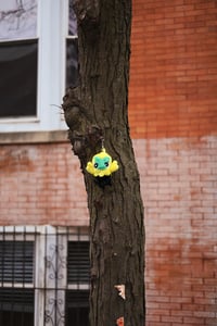 Image 4 of Bird Starter