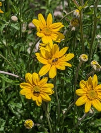 Image 5 of Oregon Sunshine (Eriophyllum lanatum)