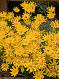 Image 4 of Oregon Sunshine (Eriophyllum lanatum)