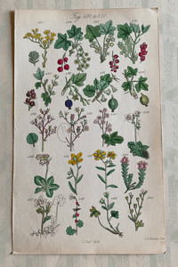 British Wild Flower Illustration (Z)
