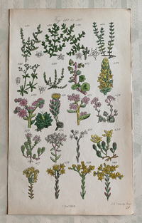British Wild Flower illustration (X)