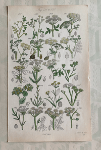 British Wild Flower Illustration (V)
