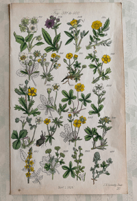 British Wild Flower Illustration (U)
