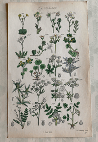 British wild flower illustration (Y)