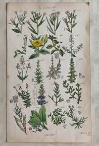 British Wild Flower illustration (W)
