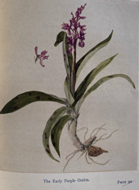 Image 2 of The Book of Wild Flowers By Gareth H Browning