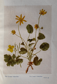 Image 5 of The Book of Wild Flowers By Gareth H Browning