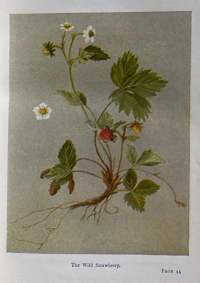 Image 4 of The Book of Wild Flowers By Gareth H Browning