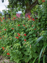 Image 1 of Scarlet Monkeyflower  (Erythranthe cardinalis)