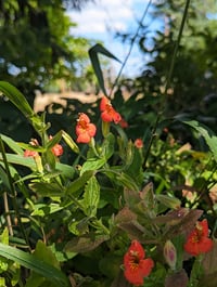 Image 3 of Scarlet Monkeyflower  (Erythranthe cardinalis)