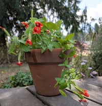 Image 4 of Scarlet Monkeyflower  (Erythranthe cardinalis)