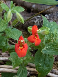 Image 2 of Scarlet Monkeyflower  (Erythranthe cardinalis)