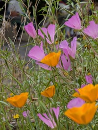 Image 2 of Clarkia Mix