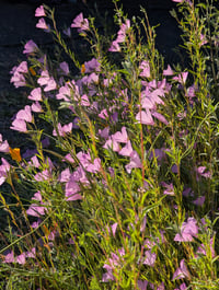 Image 1 of Clarkia Mix