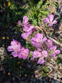 Image 4 of Clarkia Mix