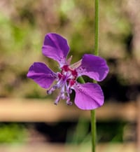 Image 5 of Clarkia Mix