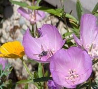 Image 7 of Clarkia Mix