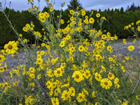 Image 1 of Elegant Tarweed  (Madia elegans)