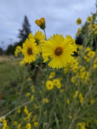 Image 2 of Elegant Tarweed  (Madia elegans)