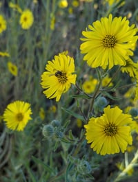 Image 3 of Elegant Tarweed  (Madia elegans)