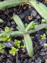 Image 5 of Elegant Tarweed  (Madia elegans)