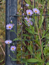 Image 4 of Douglas Aster  (Symphyotrichum subspicatum)