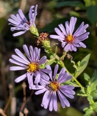 Image 5 of Douglas Aster  (Symphyotrichum subspicatum)