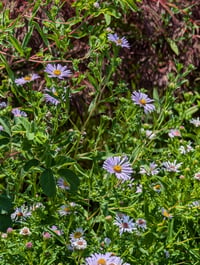 Image 2 of Pacific Aster  (Symphyotrichum chilense)