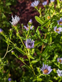 Image 5 of Pacific Aster  (Symphyotrichum chilense)