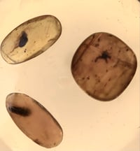 Image 2 of Solar Anointing Oil  (Citrus, Spice, Amber, Frankincense)