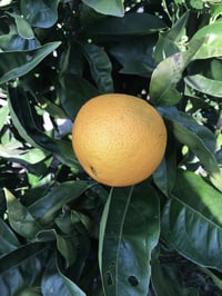 Image 3 of Solar Anointing Oil  (Citrus, Spice, Amber, Frankincense)