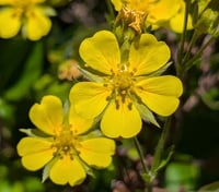 Image 2 of Slender Cinquefoil  (Potentilla gracilis)